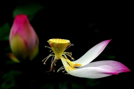 Vô thường có phải là chủ thuyết bi quan không? 