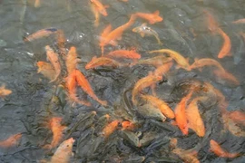 Trong chiêm bao thấy sát sinh, có bị tội không? 