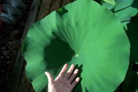 Lấy phước trời mà đong