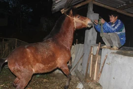 Vó ngựa Bắc Hà: tuyển ngựa khó như tuyển hoa hậu