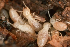 Loài mối lột xác như thế nào?