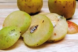 Chữa huyết áp và mỡ máu cao bằng quả táo mèo