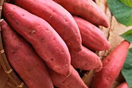 Khoai lang mọc mầm không độc như khoai tây