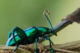 Côn trùng dọn dẹp đồ thải 