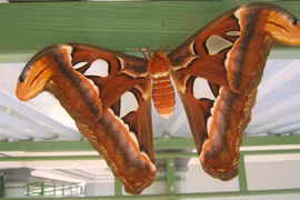 Tại sao bướm ngài hay đậu bàn thờ?