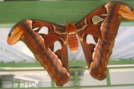 Tại sao bướm ngài hay đậu bàn thờ?