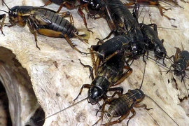 Tại sao côn trùng ít xuất hiện vào mùa đông?