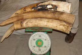 Vào kho sừng tê giác, ngà voi lớn nhất Việt Nam