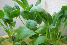 Trồng sai, rau thủy canh dễ thừa nitrat