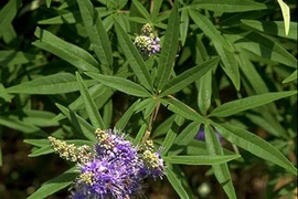 Giải cảm bằng cây ngũ trảo 