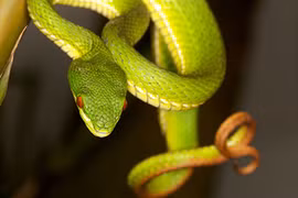 Rắn lục đuôi đỏ vào nhà, hãy bình tĩnh xử lý