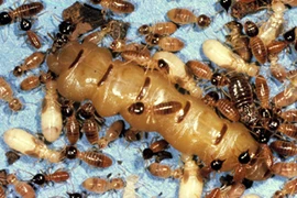 Tại sao tổ mối “hút” các loài động vật khác?