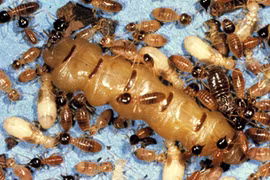 Tại sao tổ mối “hút” các loài động vật khác?