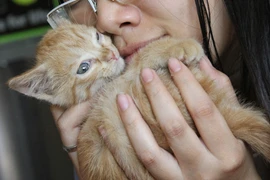 Nguy cơ sẩy thai do nuôi chó mèo