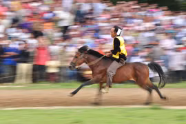 “Viagra” cho tuấn mã