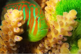 Rong tảo trong nước sẽ giết cá? 