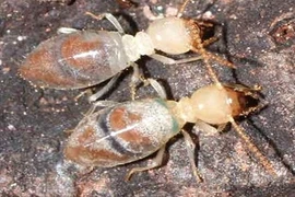 Mối ăn đồng loại của mình để sinh tồn