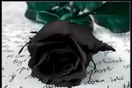 Độc đáo hoa hồng đen