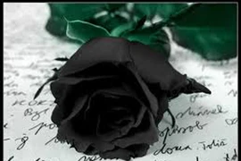 Độc đáo hoa hồng đen