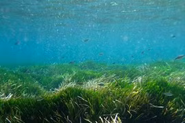 Khám phá ít biết về hệ sinh thái thảm cỏ biển 