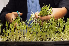 Trồng rau bằng máy chưa chắc đã sạch