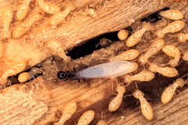 Lợi ích bất ngờ của loài... mối