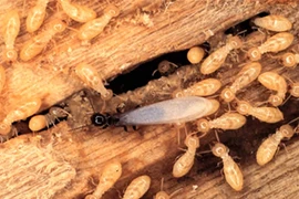 Lợi ích bất ngờ của loài... mối