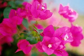 Cách khiến hoa giấy ra hoa quanh năm