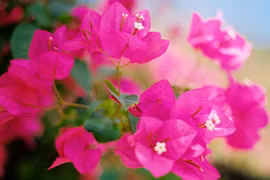 Cách khiến hoa giấy ra hoa quanh năm