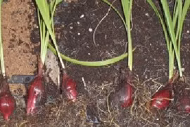 Chữa ho, viêm họng bằng củ sâm đại hành