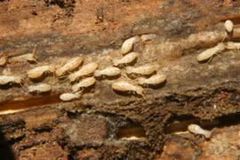 Tốc độ sinh sản khủng khiếp của loài mối