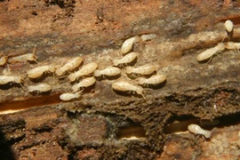 Tốc độ sinh sản khủng khiếp của loài mối