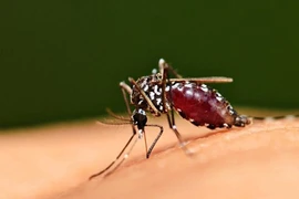 Tại sao muỗi thích đốt người mặc áo sẫm màu?