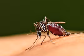 Tại sao muỗi thích đốt người mặc áo sẫm màu?