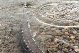 Vì sao cá tầm sau 14 - 20 năm mới đẻ trứng?