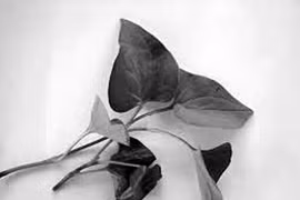 Diếp cá chữa bệnh trĩ