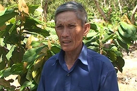 74 tuổi vẫn làm vườn, thu 300 triệu đồng/năm