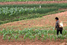 Thuốc bảo vệ thực vật đang bị oan