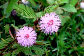 Chữa chứng mất ngủ từ cây quanh nhà