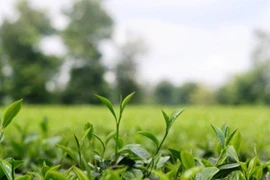 Dầu thơm của chè chỉ hình thành trên núi cao