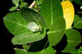 Lá bàng biển trị hen phế quản