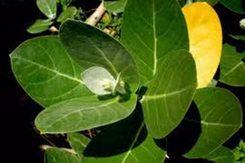 Lá bàng biển trị hen phế quản