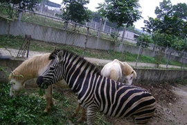 Ngựa có nôn ra thức ăn