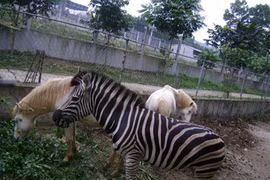 Ngựa có nôn ra thức ăn