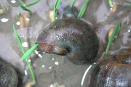 Diệt ốc bươu vàng bằng thảo mộc