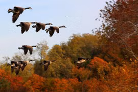 Lý giải nguyên nhân loài chim có tập tính di cư