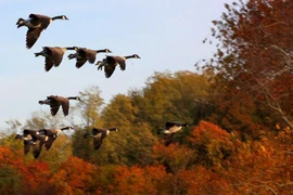 Lý giải nguyên nhân loài chim có tập tính di cư