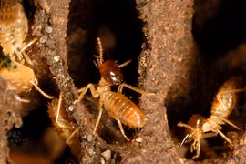 Mối có sợ gió?