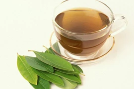 Lá vối hỗ trợ điều trị bệnh gút