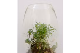 Cách chăm sóc bình cây phong thủy